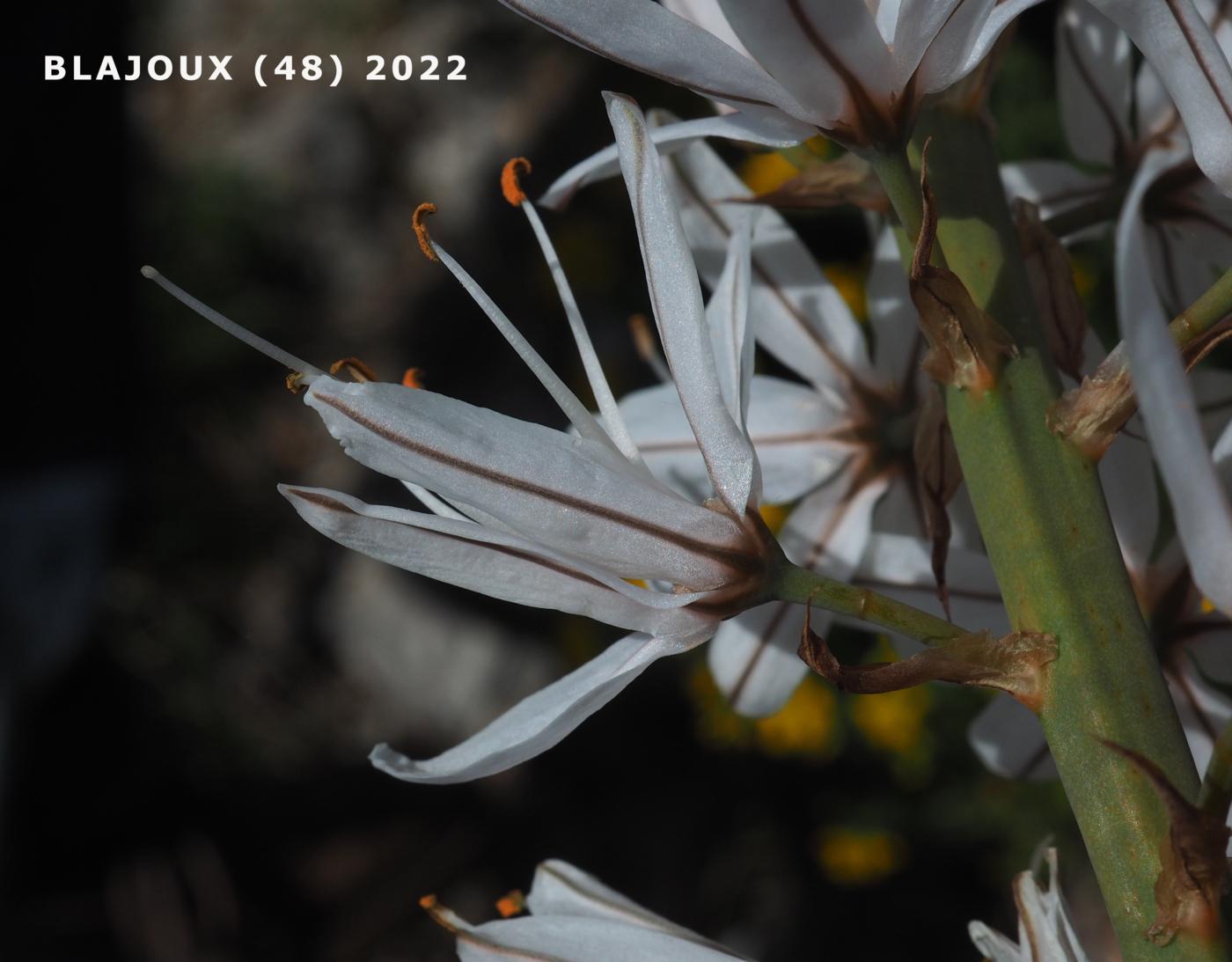 Asphodel, (Cherry) flower